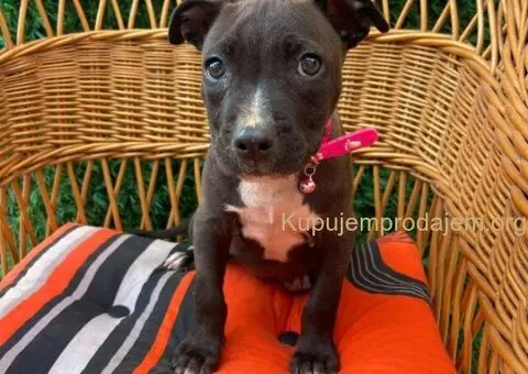 Pit Bul Terijer štenci - 7/11