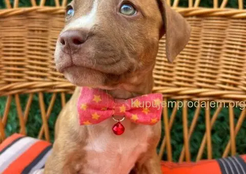 Pit Bul Terijer štenci - 8/11