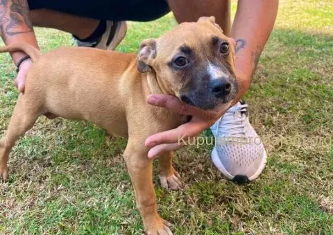 Pit Bul Terijer štenci - 11/11