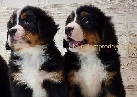 Bernski planinski pas stenci - 1/5