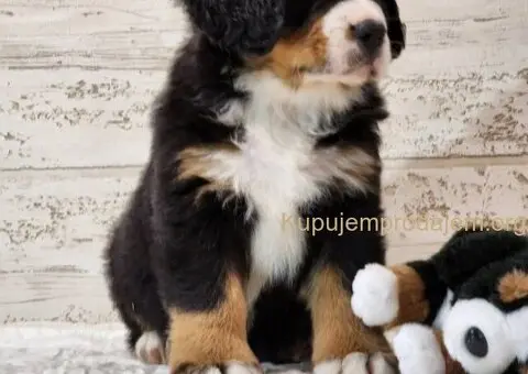 Bernski planinski pas stenci - 2/5