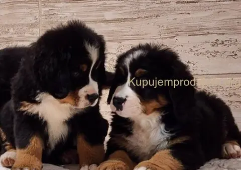 Bernski planinski pas stenci - 3/5