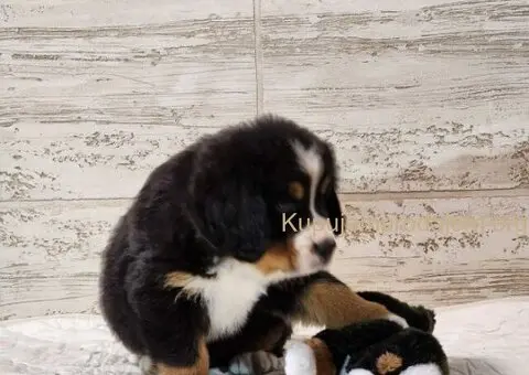 Bernski planinski pas stenci - 4/5