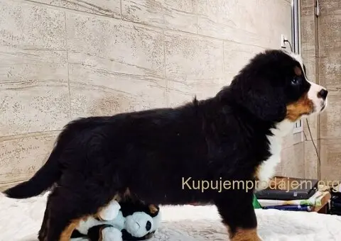 Bernski planinski pas stenci - 5/5