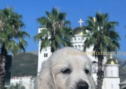 Zlatni retriver PRELEPI štenci - 1/8