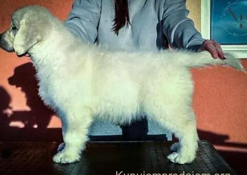 Zlatni retriver PRELEPI štenci - 3/8