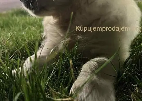 Zlatni retriver PRELEPI štenci - 4/8