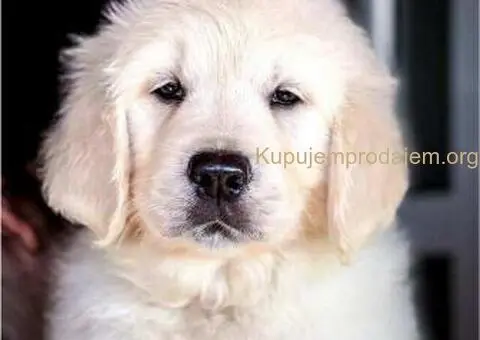 Zlatni retriver PRELEPI štenci - 5/8