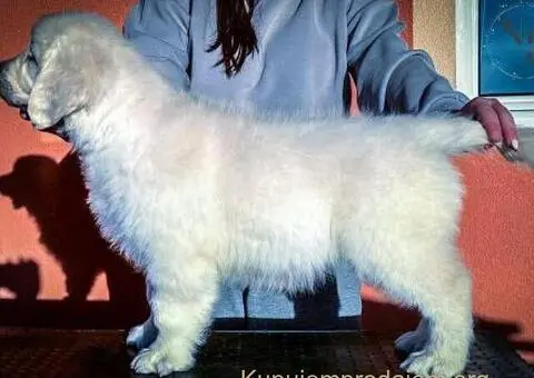 Zlatni retriver PRELEPI štenci - 6/8