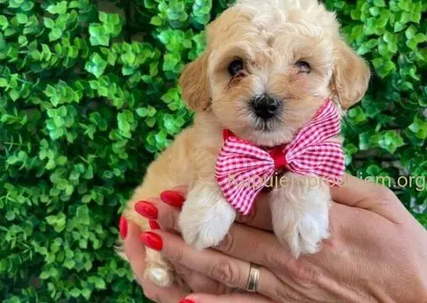 Maltipoo štenci prodaja - 1/10