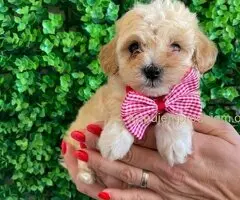 Maltipoo štenci prodaja
