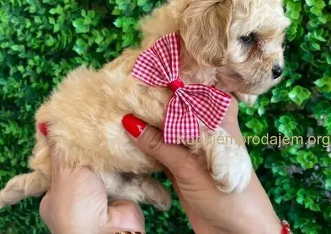 Maltipoo štenci prodaja - 2/10