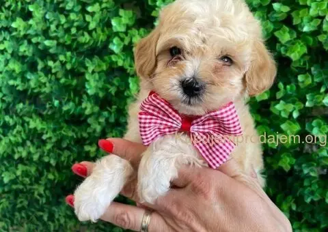 Maltipoo štenci prodaja - 3/10