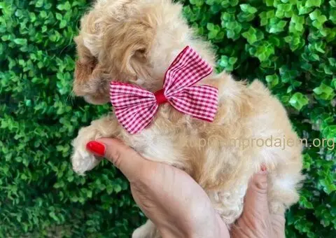 Maltipoo štenci prodaja - 4/10