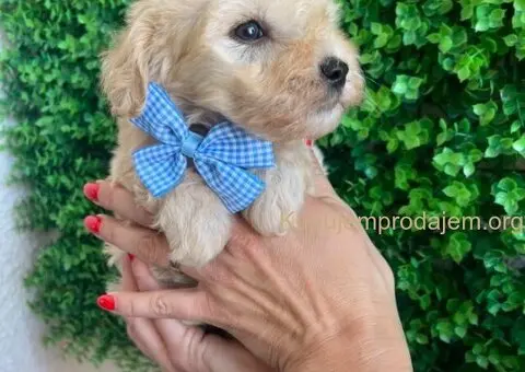 Maltipoo štenci prodaja - 7/10