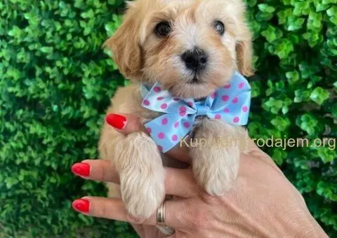 Maltipoo štenci prodaja - 8/10