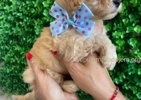 Maltipoo štenci prodaja - 9/10