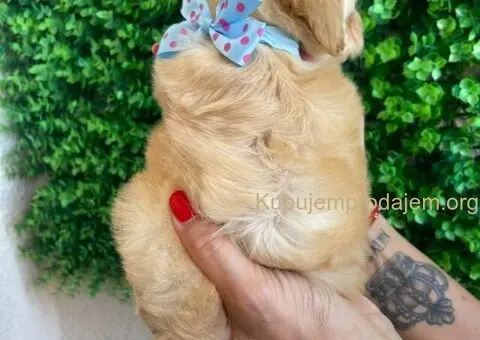 Maltipoo štenci prodaja - 10/10