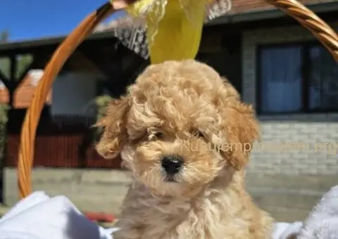 Prelepe bebe  aprikot PUDLE - 1/10