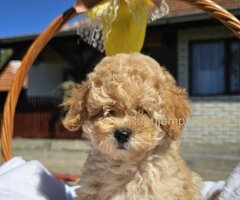 Prelepe bebe  aprikot PUDLE