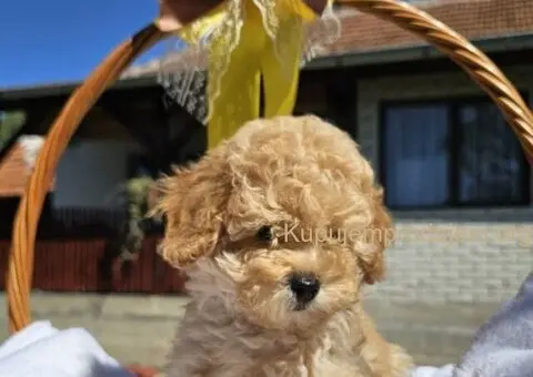 Prelepe bebe  aprikot PUDLE - 2/10