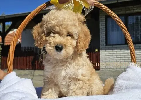 Prelepe bebe  aprikot PUDLE - 3/10