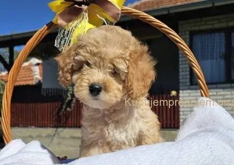 Prelepe bebe  aprikot PUDLE - 4/10