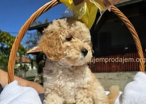 Prelepe bebe  aprikot PUDLE - 5/10