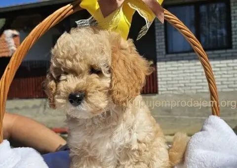 Prelepe bebe  aprikot PUDLE - 6/10