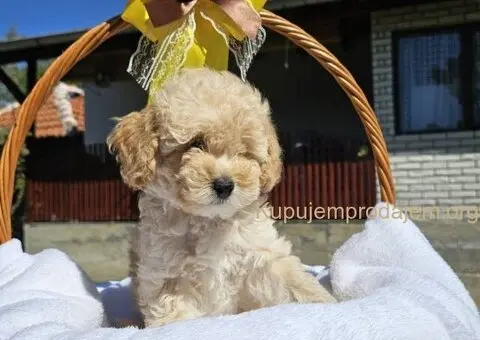 Prelepe bebe  aprikot PUDLE - 8/10