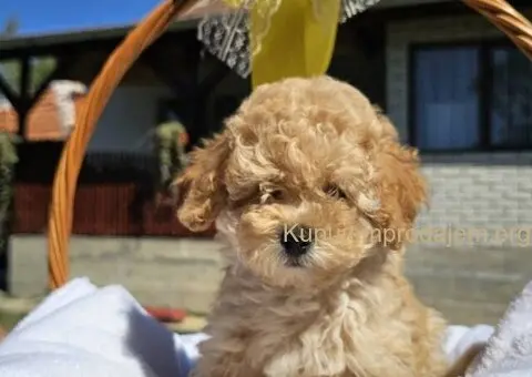 Prelepe bebe  aprikot PUDLE - 9/10