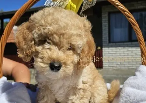 Prelepe bebe  aprikot PUDLE - 10/10