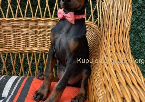 Doberman štenci - 1/7