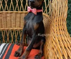 Doberman štenci