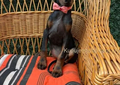 Doberman štenci - 2/7