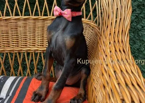 Doberman štenci - 3/7