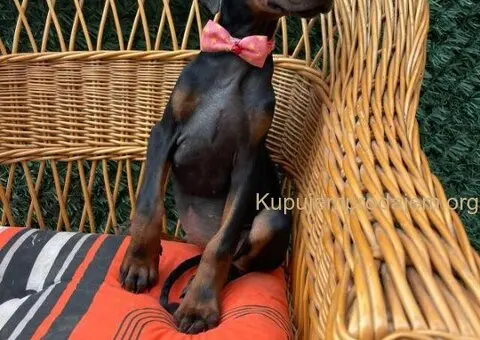 Doberman štenci - 4/7