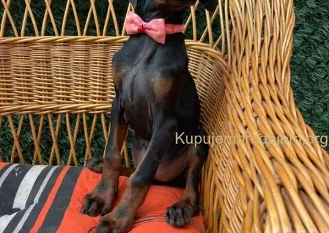 Doberman štenci - 5/7