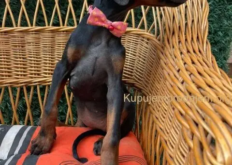 Doberman štenci - 6/7