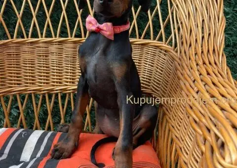 Doberman štenci - 7/7