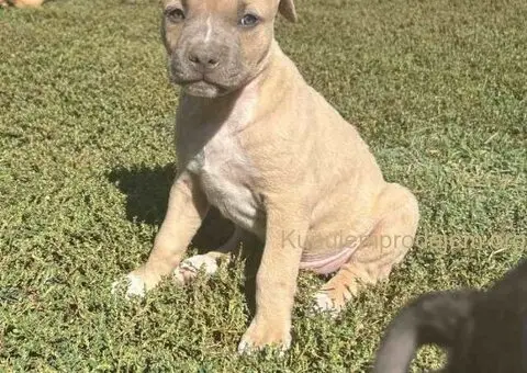 AMERIČKI PIT BUL štenci - 1/15