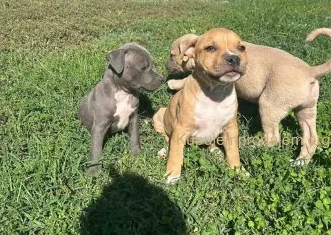 AMERIČKI PIT BUL štenci - 2/15