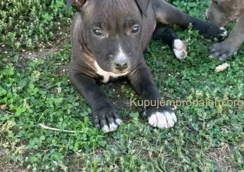AMERIČKI PIT BUL štenci - 3/15