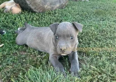 AMERIČKI PIT BUL štenci - 4/15