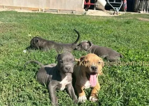 AMERIČKI PIT BUL štenci - 5/15
