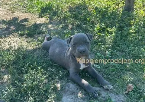 AMERIČKI PIT BUL štenci - 6/15