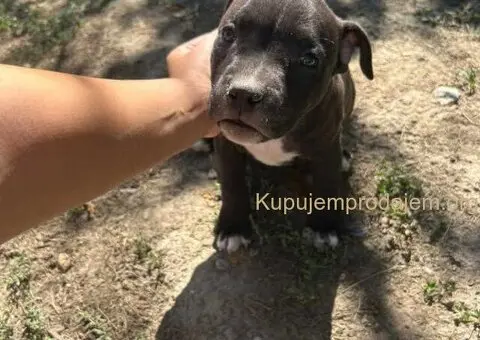 AMERIČKI PIT BUL štenci - 7/15