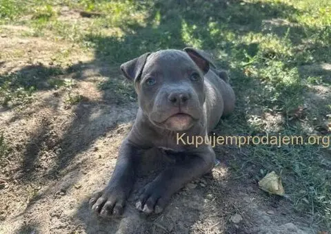 AMERIČKI PIT BUL štenci - 8/15