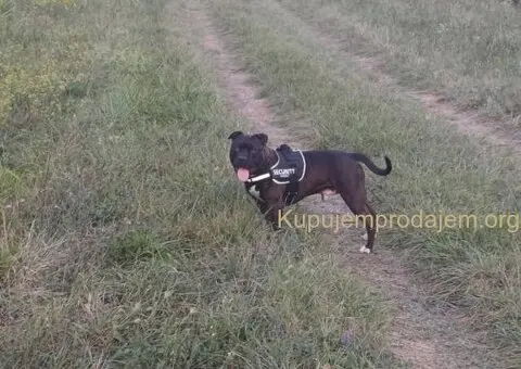 AMERIČKI PIT BUL štenci - 9/15