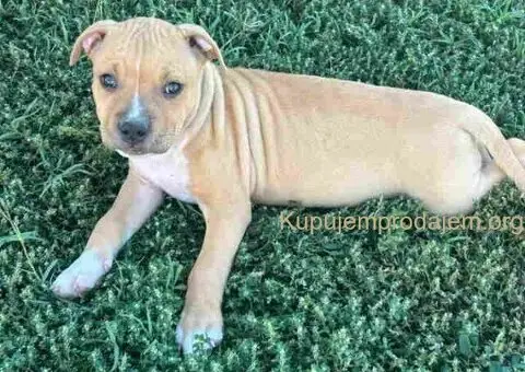 AMERIČKI PIT BUL štenci - 10/15